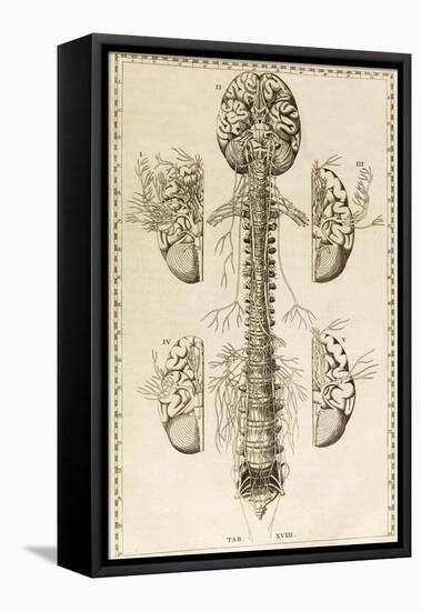 Brain, Nervous System, Illustration, 1744-Science Source-Framed Stretched Canvas