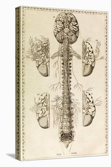 Brain, Nervous System, Illustration, 1744-Science Source-Stretched Canvas