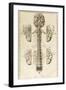 Brain, Nervous System, Illustration, 1744-Science Source-Framed Giclee Print