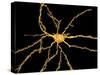 Brain Neuron-Thomas Deerinck-Stretched Canvas