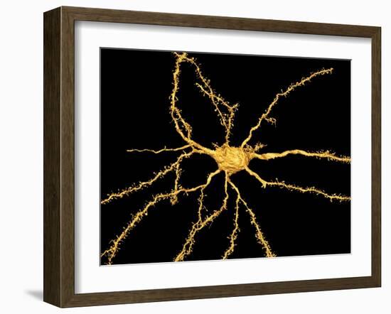 Brain Neuron-Thomas Deerinck-Framed Photographic Print