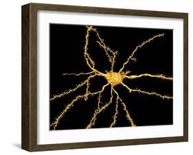 Brain Neuron-Thomas Deerinck-Framed Photographic Print