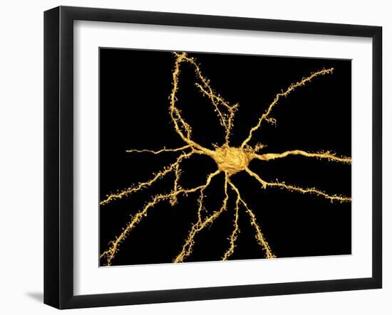 Brain Neuron-Thomas Deerinck-Framed Photographic Print