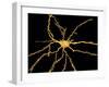 Brain Neuron-Thomas Deerinck-Framed Photographic Print