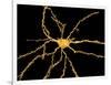 Brain Neuron-Thomas Deerinck-Framed Photographic Print