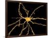 Brain Neuron-Thomas Deerinck-Framed Photographic Print