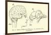 Brain of Man and of Pigeon-null-Framed Giclee Print