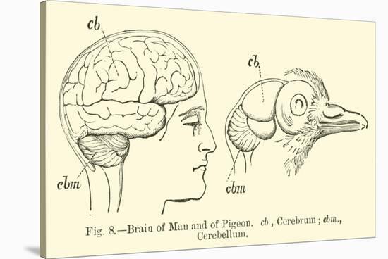 Brain of Man and of Pigeon-null-Stretched Canvas