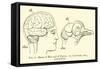 Brain of Man and of Pigeon-null-Framed Stretched Canvas