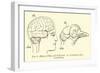 Brain of Man and of Pigeon-null-Framed Premium Giclee Print