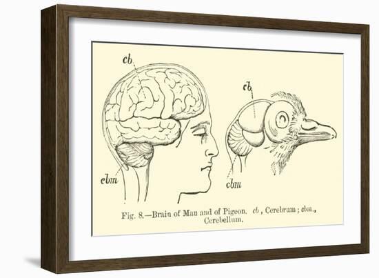 Brain of Man and of Pigeon-null-Framed Giclee Print