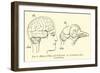 Brain of Man and of Pigeon-null-Framed Giclee Print