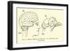 Brain of Man and of Pigeon-null-Framed Giclee Print