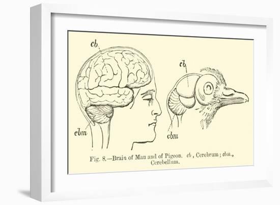 Brain of Man and of Pigeon-null-Framed Giclee Print