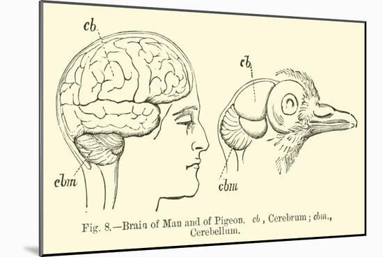 Brain of Man and of Pigeon-null-Mounted Giclee Print