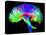 Brain Pathways-Tom-Stretched Canvas