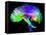 Brain Pathways-Tom-Framed Stretched Canvas