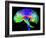 Brain Pathways-Tom-Framed Photographic Print