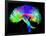 Brain Pathways-Tom-Framed Photographic Print