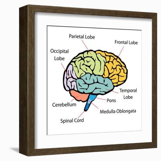 Brain Sections-nn555-Framed Art Print