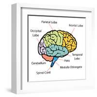 Brain Sections-nn555-Framed Art Print