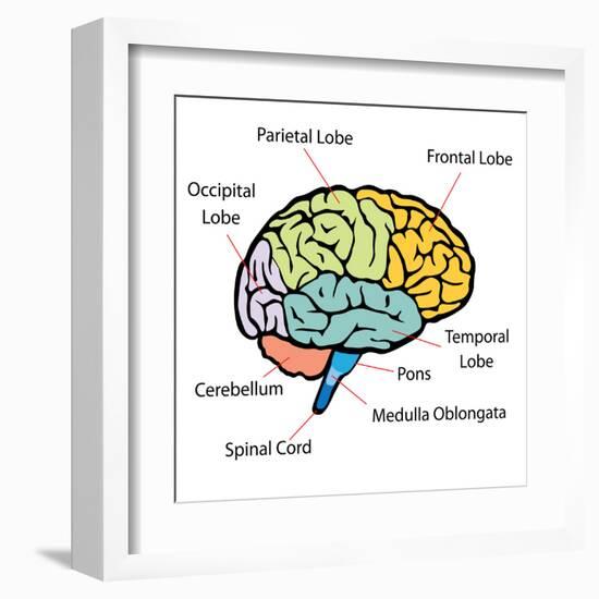 Brain Sections-nn555-Framed Art Print