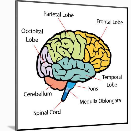 Brain Sections-nn555-Mounted Art Print