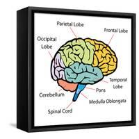 Brain Sections-nn555-Framed Stretched Canvas