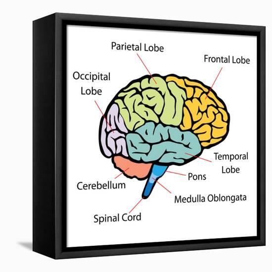 Brain Sections-nn555-Framed Stretched Canvas