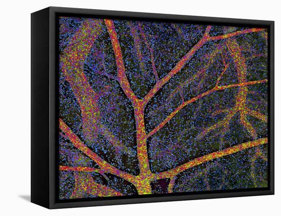 Brain Tissue Blood Supply-Thomas Deerinck-Framed Stretched Canvas