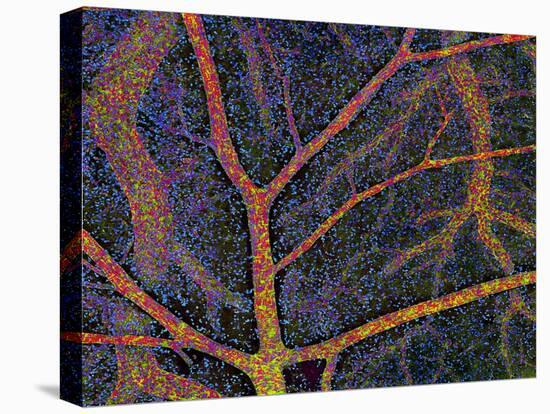 Brain Tissue Blood Supply-Thomas Deerinck-Stretched Canvas