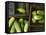 Braising Cucumbers in Wooden Boxes-Jan-peter Westermann-Framed Stretched Canvas