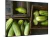Braising Cucumbers in Wooden Boxes-Jan-peter Westermann-Mounted Photographic Print