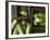 Braising Cucumbers in Wooden Boxes-Jan-peter Westermann-Framed Photographic Print