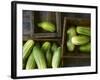 Braising Cucumbers in Wooden Boxes-Jan-peter Westermann-Framed Photographic Print