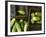 Braising Cucumbers in Wooden Boxes-Jan-peter Westermann-Framed Photographic Print