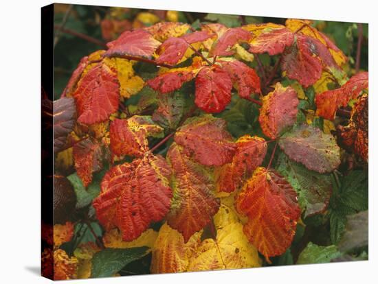 Bramble Leaves in Autumn-null-Stretched Canvas