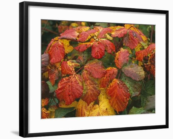 Bramble Leaves in Autumn-null-Framed Photographic Print