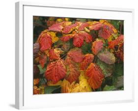 Bramble Leaves in Autumn-null-Framed Photographic Print