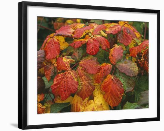 Bramble Leaves in Autumn-null-Framed Photographic Print