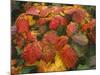 Bramble Leaves in Autumn-null-Mounted Photographic Print