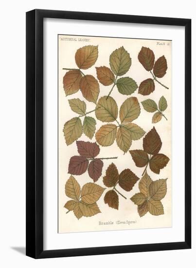 Bramble Leaves-null-Framed Art Print