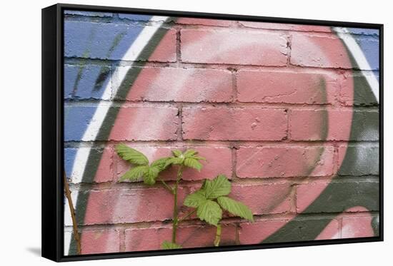 Bramble (Rubus Plicatus) Growing Up Wall Covered in Graffiti, Bristol, UK-Michael Hutchinson-Framed Stretched Canvas