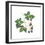 Bramble-Sally Crosthwaite-Framed Giclee Print