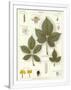 Gramercy White