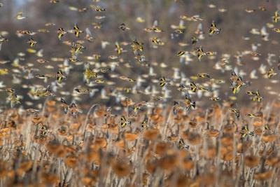 'Bramblings, European goldfinches, Greenfinches and Common linnets in