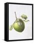 Bramley Apple, 1995-Margaret Ann Eden-Framed Stretched Canvas