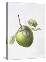 Bramley Apple, 1995-Margaret Ann Eden-Stretched Canvas