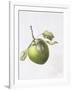 Bramley Apple, 1995-Margaret Ann Eden-Framed Giclee Print