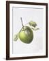 Bramley Apple, 1995-Margaret Ann Eden-Framed Giclee Print